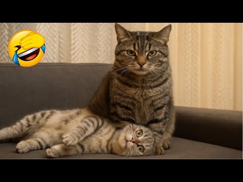 Видео: Смешные видео с ЖИВОТНЫМИ 😂 | Самые смешные кошки и собаки 2025 года 🐶😼