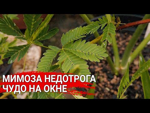 Видео: Мимоза недотрога - чудо на окне