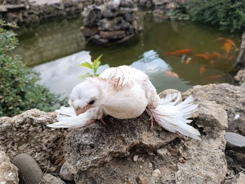 Видео: Форум часть 5. Мангуп Кале Бахчисарай.