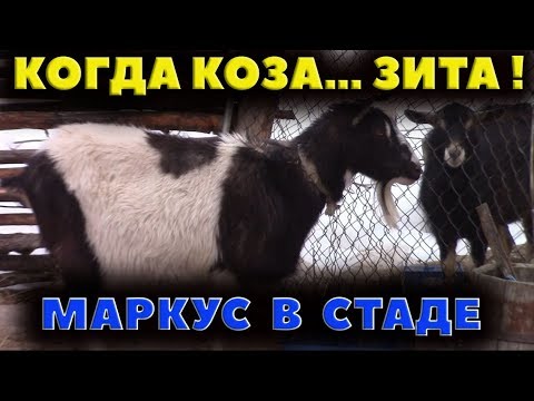 Видео: Когда коза - Зита. Пустил Маркуса в стадо.