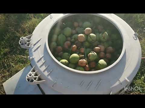 Видео: Урожай Чандлера в 7 лет. Особенности сезона 2024