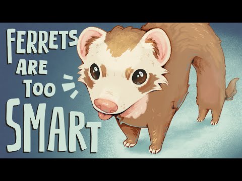 Видео: Хорьки (слишком) умные