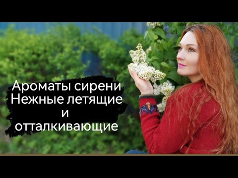 Видео: Ароматы с нотой сирени. Нежные, лёгкие, летящие весенние и те от которых держаться подальше.🌿