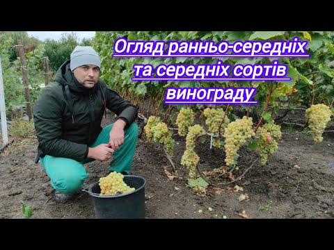 Видео: Огляд  ранньо-середніх та середніх сортів винограду 🍇