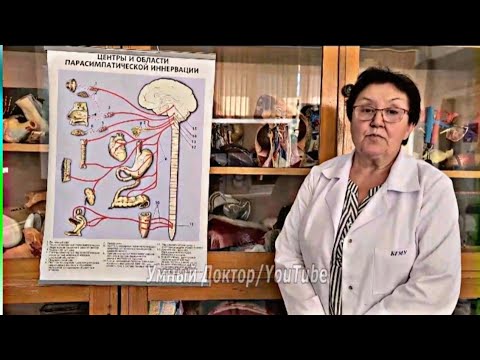 Видео: 🧠 Парасимпатическая система 🧠 ( Вегетативная нервная система ). Всё что надо 😉👍❤