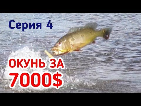 Видео: Рыбалка за 7000$! Дикие поклёвки огромных окуней! Съёмка сверху. Серия 4