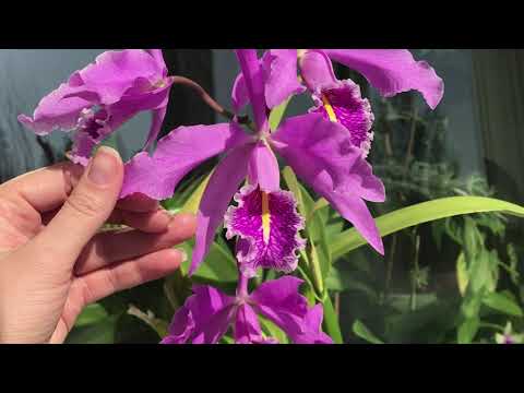 Видео: Всё о Cattleya maxima!!!