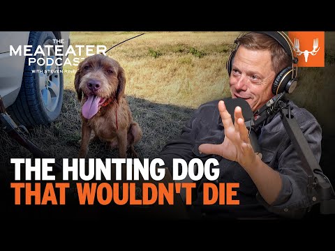 Видео: Охотничья собака, которая не хотела умирать | Подкаст MeatEater, выпуск 774