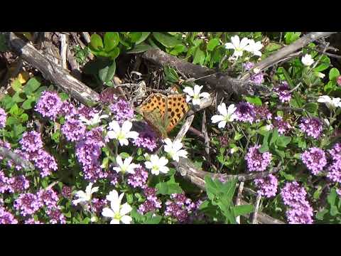 Видео: ОТ ПЕТРОХАН ПРЕЗ ТОДОРИНИ КУКЛИ И ПРОБОЙНИЦА ДО ЛАКАТНИК