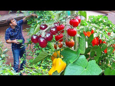 Видео: Подборка урожая с переднего двора