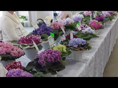 Видео: Фиалки .Выставка в Ярославле  30.03.25г
