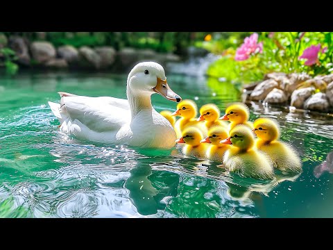 Видео: Целительные звуки природы🎵 Уютное плавание в садовом пруду с уткой-мамой и утятами💕 Снятие стресса🌿