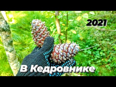 Видео: В кедровнике 2021.За шишками на Урале.