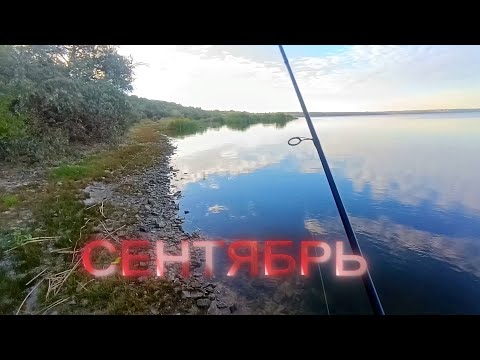 Видео: #Окунь в начале сентября...Какова его активность?