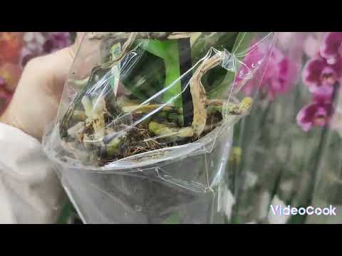 Видео: Обзор орхидей в ОБИ, Мега Белая Дача#обзор#orchid#original#plants#цветы