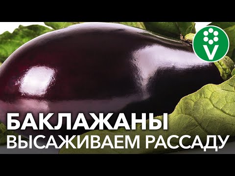 Видео: КАК ВЫРАСТИТЬ МОЩНЫЕ И КРАСИВЫЕ БАКЛАЖАНЫ НА БЕТОНЕ, В ТЕПЛИЦЕ, НА ГРЯДКЕ