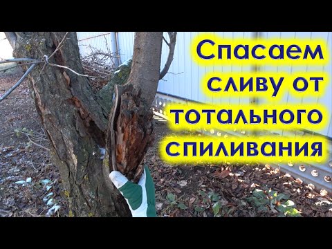 Видео: Как обрезать больную сливу с трухлявым стволом