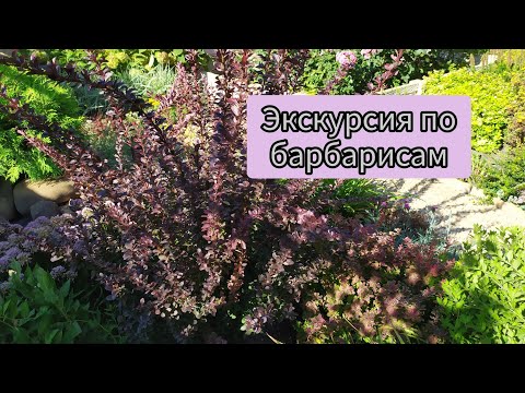 Видео: 11 сортов с названиями! Барбарисы на моём участке.