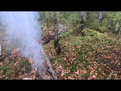 Видео: 27.09.25. Охота с руской гончей, первый взят!! 