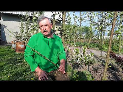 Видео: Прививка без инструмента