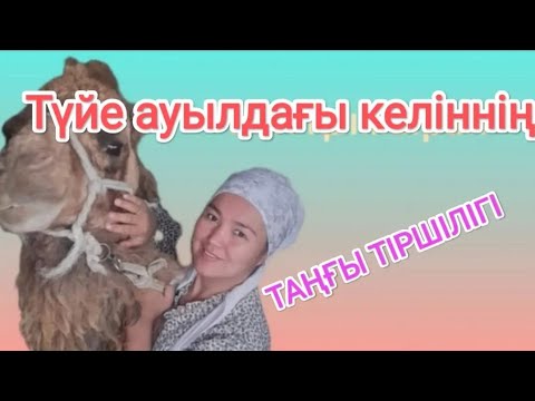 Видео: Ауыл таңы.  Түйе ауылдың тіршілігі.  Қарапайым келіннің таңғы тіршілігі.