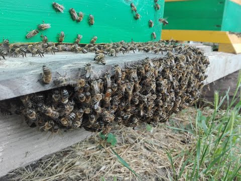 Видео: Главный взяток в Альпийских ульях. Улья МФУ.