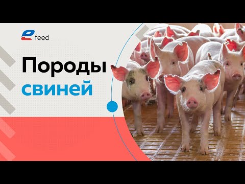 Видео: Породы свиней: Пьетрен, Дюрок, Ландрас. Как содержать свиней и поросят в хозяйстве? Свиноводство.