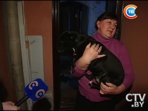 Видео: Лай раздора: что делать, когда соседская собака не дает спокойно спать