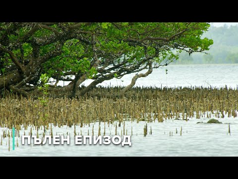 Видео: Мистериите на китовите акули във водите на остров Мафия | Подводните чудеса на Африка 103