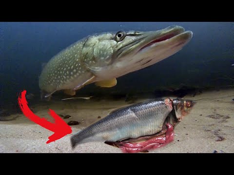 Видео: Рыбалка - ШОК! ГОЛОДНЫЕ ЩУКИ ЛЮБЯТ МЕРТВЕЧИНУ🙆‍♂️ Реакция рыбы. Подводная съемка Хищников