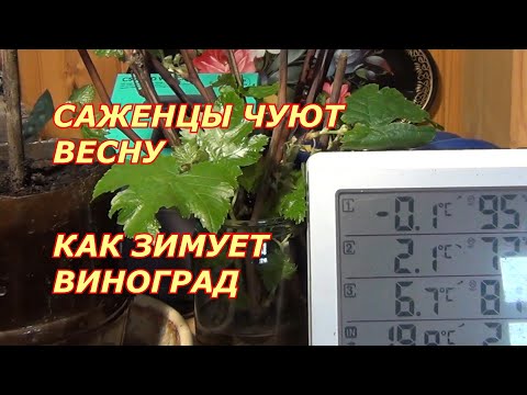 Видео: Саженцы чуют весну  Как зимует виноград. Январь