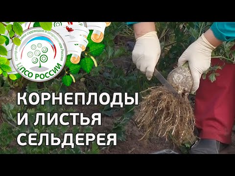 Видео: Как собирать урожай сельдерея. Выращивание сельдерея корневого.