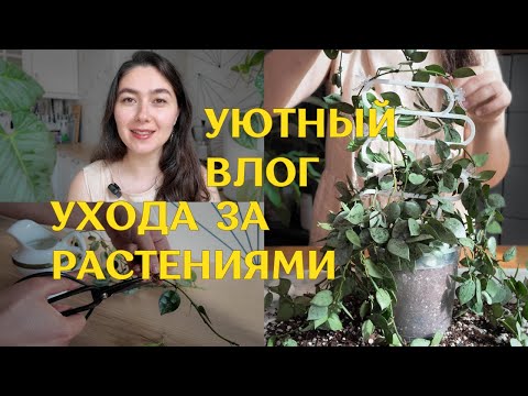 Видео: ЧТО случилось с ХОЙЕЙ? | очень МНОГО ЧЕРЕНКОВ | новые ПРЕПАРАТЫ для РАСТЕНИЙ 🪴
