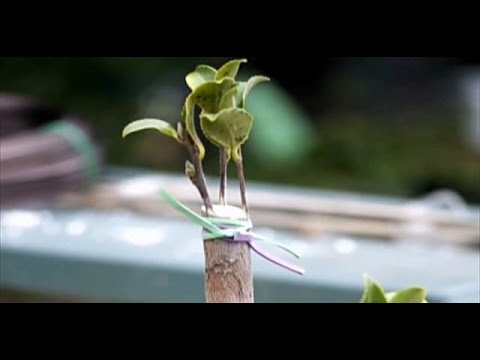 Видео: Несколько способов прививки саженцев