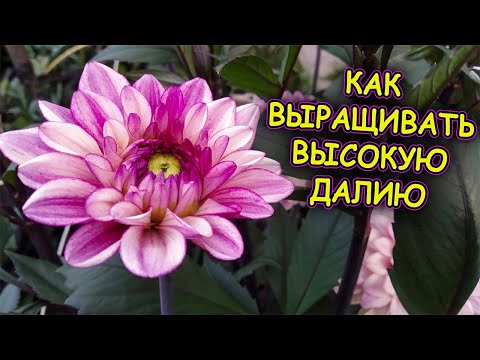 Видео: Георгины уход и выращивание. Как подвязать высокорослые георгины. Далия уход и выращивание.