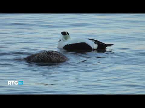 Видео: Мадам гага