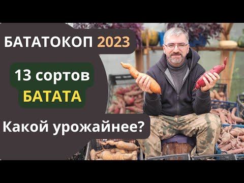 Видео: Уборка батата 2023 Все 13 сортов.