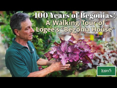 Видео: 100 лет бегониям! Экскурсия по знаменитому «Дому бегоний» в Логи