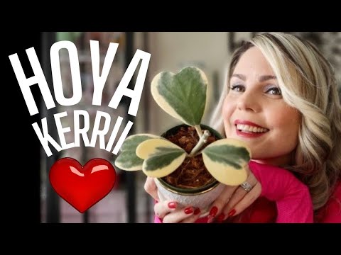 Видео: Растение Хойя Керри // Всё, что вам нужно знать + Моя коллекция