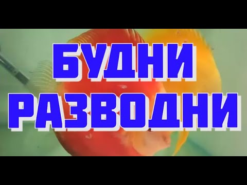 Видео: Будни разводни