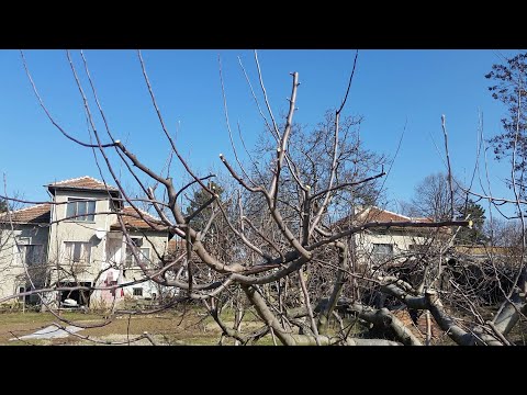 Видео: Силна Резитба на Ябълка с лакомници ОВОЩАРСТВО