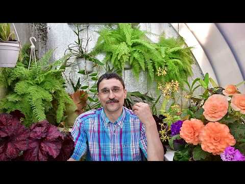 Видео: Что делать с растениями в жару