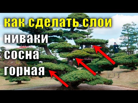 Видео: 2 ЧАСТЬ. Секреты формировки ниваки из сосны горной, формировка стрижка сосны уход за сосной