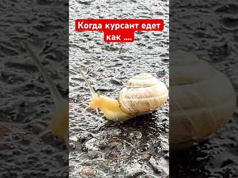 Видео: Когда просишь курсанта нажать на педаль «газа»