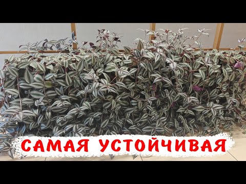 Видео: 5 причин завести традесканцию. Зебрина.Что надо знать?