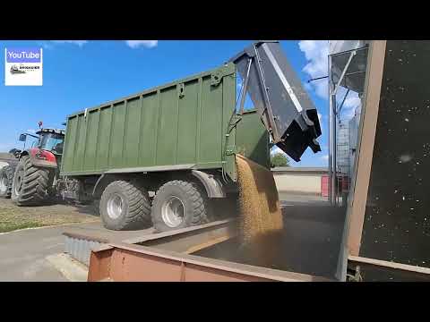 Видео: ВІДВЕЗЕННЯ ЗЕРНА ВІД КОМБАЙНА