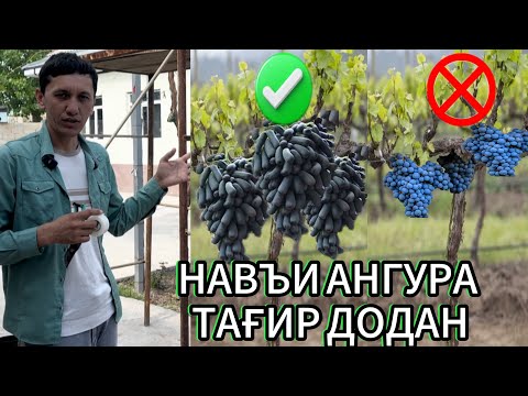Видео: Пайванди ангур ва навъи ангурро иваз кардан