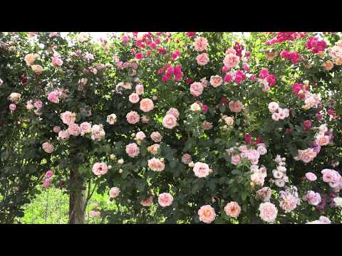 Видео: плетистая роза полька, питомник роз полины козловой, rozarium.biz ,braided rose polka