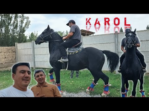 Видео: КАРОЛ ЛАКАБЛИ ОТ СОТИЛАДИ..ОТНИ УЛОГИ ШУНЧА КАФОЛАТ БЕРДИ УЛУГБЕК..(Mus Tv)#otbozor #uloqchiot #OT