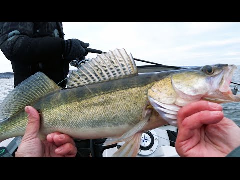 Видео: Вечерний судак. Как я установил Panoptix. Закрыли сезон